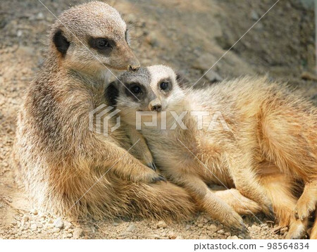 meerkat couple meerkat couple 98564834