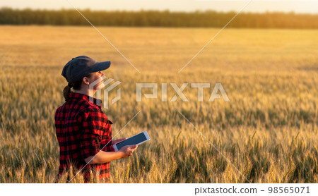 A woman farmer examines the field of cereals and sends data to the cloud from the tablet 98565071