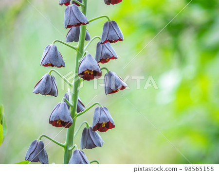 fritillaria persica fritillaria persica 98565158