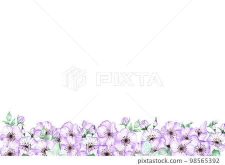 Handdrawn anemone frame. Watercolor wind flower on the white background. Scrapbook design elements. Typography poster, wedding card, label, banner design set. 98565392