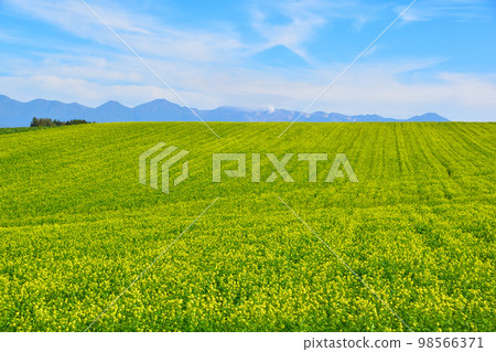 Biei-cho Kigarashi Flower Garden Photographed in September 98566371