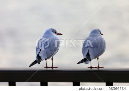 Image of black-headed gulls flocking to a handrail 98566384