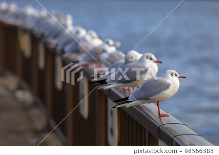 Image of black-headed gulls flocking to a handrail 98566385