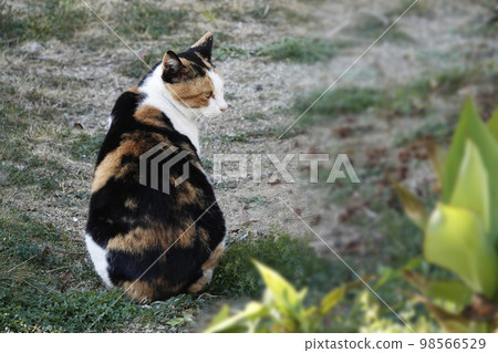 一隻在路邊瞪著獵物的三花貓 98566529