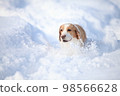 dog running in the snow 98566628