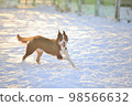 dog running in the snow 98566632