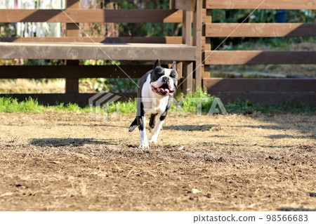 在埼玉縣坂戶市,一隻長著可愛幽默面孔的波士頓梗犬 Mighty-kun 在狗跑道上快樂地奔跑著。 在埼玉縣坂戶市,一隻長著可愛幽默面孔的波士頓梗犬 Mighty-kun 在狗跑道上快樂地奔跑著。 98566683