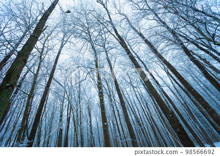 Tall and slender trees in a winter forest Tall and slender trees in a winter forest 98566692