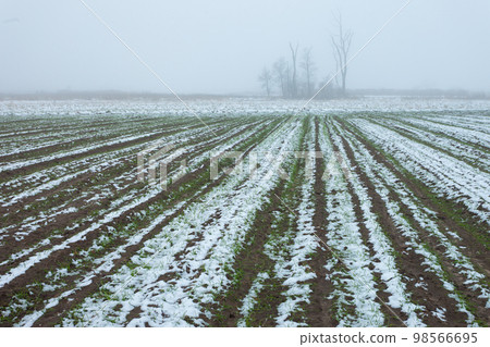 Snow-covered rural field and trees in fog Snow-covered rural field and trees in fog 98566695