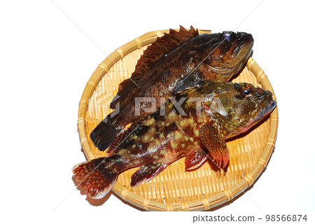 I put a freshly caught live scorpionfish and soybean on a basket and took a picture with a white background. I put a freshly caught live scorpionfish and soybean on a basket and took a picture with a white background. 98566874