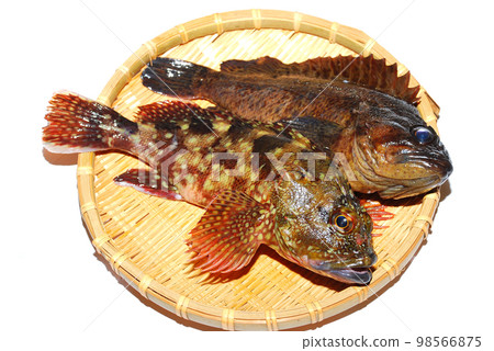 我把剛捕獲的活鲉魚和大豆放在籃子裡,拍了一張白色背景的照片。 我把剛捕獲的活鲉魚和大豆放在籃子裡,拍了一張白色背景的照片。 98566875