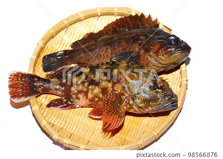 I put a freshly caught live scorpionfish and soybean on a basket and took a picture with a white background. I put a freshly caught live scorpionfish and soybean on a basket and took a picture with a white background. 98566876