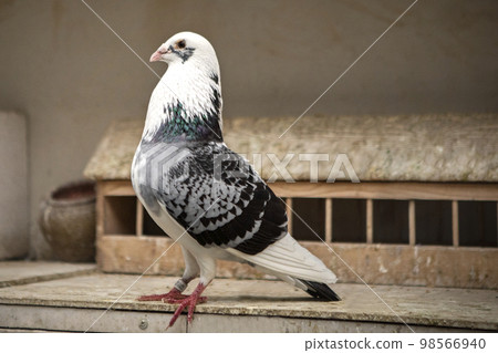full body of beautiful homing pigeon standing in home loft full body of beautiful homing pigeon standing in home loft 98566940