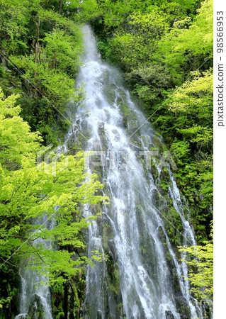 Fresh green and Tarutaki Fresh green and Tarutaki 98566953