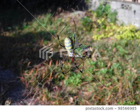Nephila spider preying on a red dragonfly 98566985