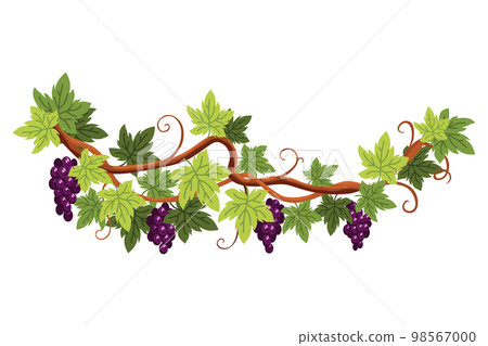 Grape bunch. Cluster of berries and leaves. Grape vine, decorative climbing plant. Fruit, growing healthy food isolated on white background Grape bunch. Cluster of berries and leaves. Grape vine, decorative climbing plant. Fruit, growing healthy food isolated on white background 98567000