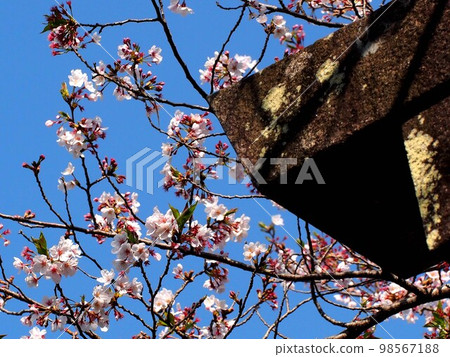 Cherry blossom branches bathed in the spring sky and sunlight (Takio Shrine torii and blooming Yoshino cherry trees) Cherry blossom branches bathed in the spring sky and sunlight (Takio Shrine torii and blooming Yoshino cherry trees) 98567188