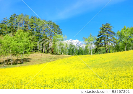 Rape blossoms of Nakayama plateau 98567201