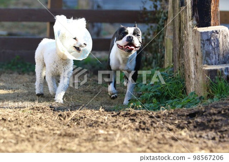 Mighty, a Boston terrier, and Bailey, a white toy poodle, are happily running together on a dog run. 98567206
