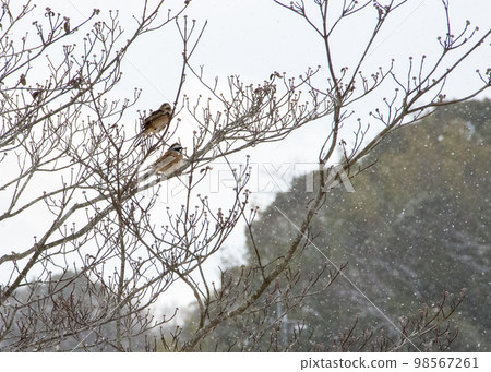 兩隻鳥棲息在雪地的樹枝上 98567261