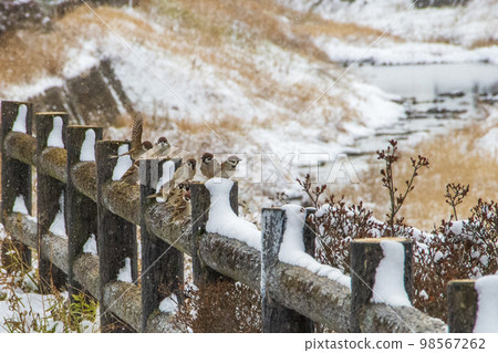 一群麻雀在白雪覆蓋的河岸上休息 一群麻雀在白雪覆蓋的河岸上休息 98567262