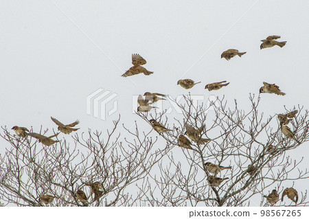 一群野鳥聚集在枯樹枝上 98567265