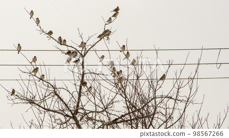 一群野鳥棲息在電線前的樹上 98567266