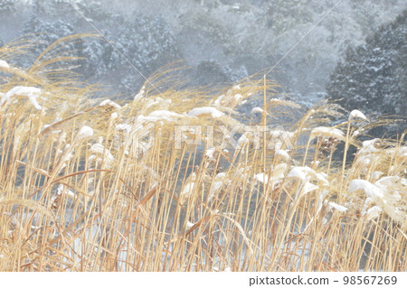 Image of withered pampas grass covered with snow with mountains in the background Image of withered pampas grass covered with snow with mountains in the background 98567269