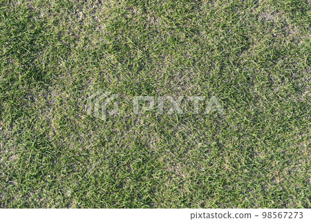 One side of the lawn 98567273