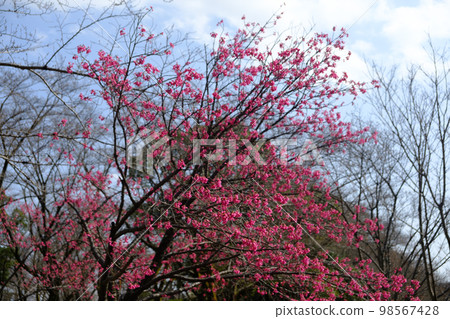 Plum blossoms in full bloom in Tokyo 98567428
