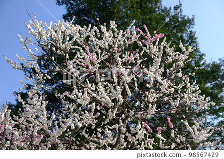 東京盛開的梅花 98567429