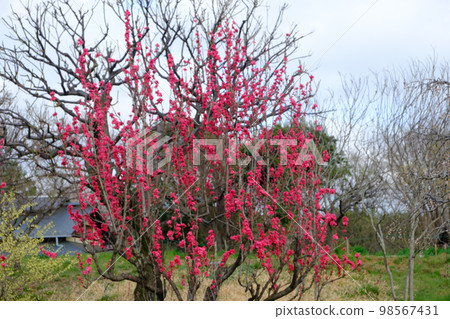 東京盛開的梅花 98567431