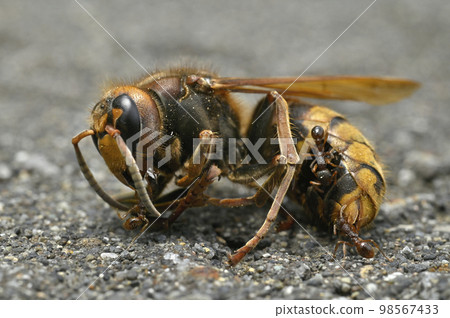 Wasp and ant 98567433