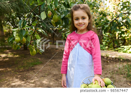 Portrait of nice child girl smiling at camera, standing by metal bucket full of fresh harvested crop of organic pears in eco field or orchard. People, nature concept. Countryside lifestyle. Gardening 98567447