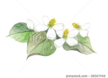 Dogwa Ten Drugs 98567448