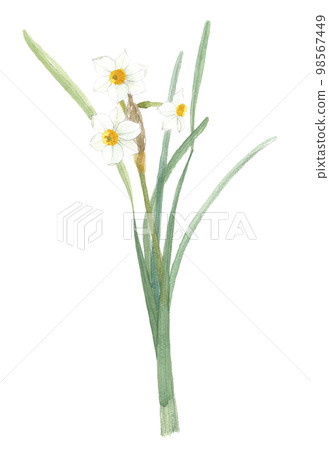 日本Narcissus nihon水仙花 日本Narcissus nihon水仙花 98567449