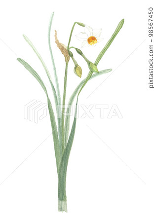 日本Narcissus nihon水仙花 日本Narcissus nihon水仙花 98567450