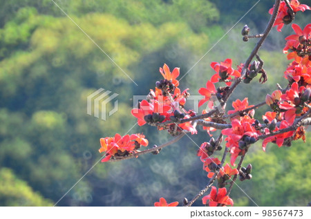 Cotton tree seen in HK with flowers which bloom Cotton tree seen in HK with flowers which bloom 98567473