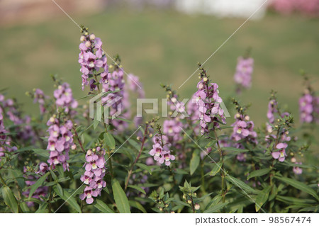 a Lovely flowers with sunlight in garden 98567474