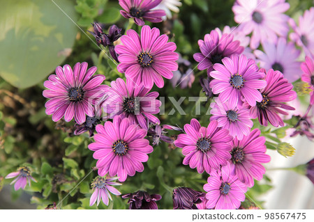 a White daisy flowers on green leaves background 98567475
