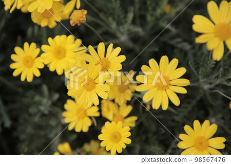a White daisy flowers on green leaves background 98567476