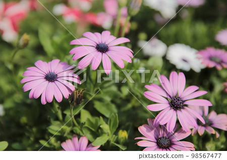 a White daisy flowers on green leaves background 98567477