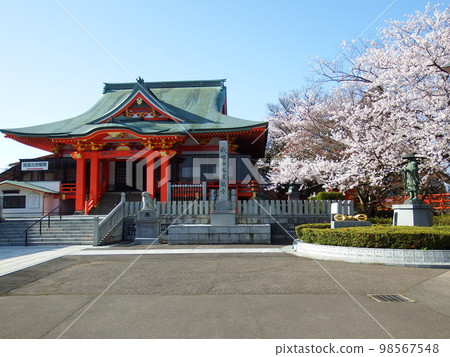 在櫻花季節期間在 Naritasan Mikuni 的春天 在櫻花季節期間在 Naritasan Mikuni 的春天 98567548