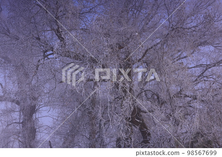 sunrise winter scenery sunrise winter scenery 98567699