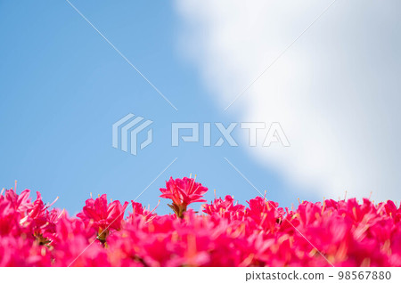 明亮的粉紅色杜鵑花 明亮的粉紅色杜鵑花 98567880