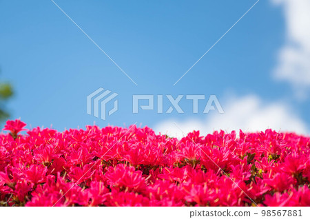 明亮的粉紅色杜鵑花 明亮的粉紅色杜鵑花 98567881
