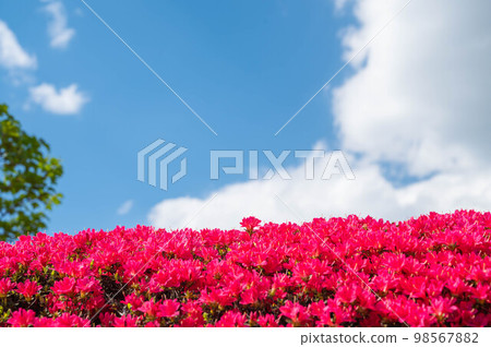盛開的杜鵑花和藍天 盛開的杜鵑花和藍天 98567882
