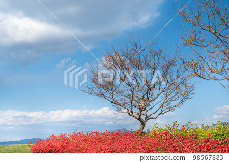 Azaleas in full bloom in spring and natural scenery Matsumoto City Azaleas in full bloom in spring and natural scenery Matsumoto City 98567883