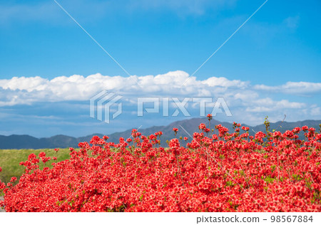 Azaleas in full bloom in spring and natural scenery Matsumoto City Azaleas in full bloom in spring and natural scenery Matsumoto City 98567884