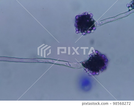 Rhizopus Encounter Rhizopus Encounter 98568272